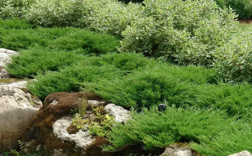 Vista 2 de Andorra Compacta Juniper - 30 plantas vivas - Cubierta de suelo de hoja perenne resistente al frío tolerante a la sequía