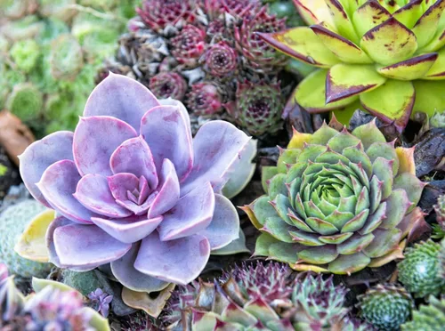 Vista 7 de 500 piezas de semillas raras de suculentas mixtas para plantar, DIY Bonsái, planta ornamental perenne resistente