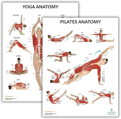Vista 11 de Anatomy Lab Póster muscular, esquelético, yoga, estiramiento y pilates, anatomía y fisiología – Paquete de 5 LAMINADO 17.3 x 22.5 pulgadas, tabla