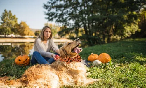 Vista 5 de Lionet Paws Collar de perro de Halloween con corbatín, bonito collar de algodón ajustable con hebilla de metal para perros pequeños, medianos y A