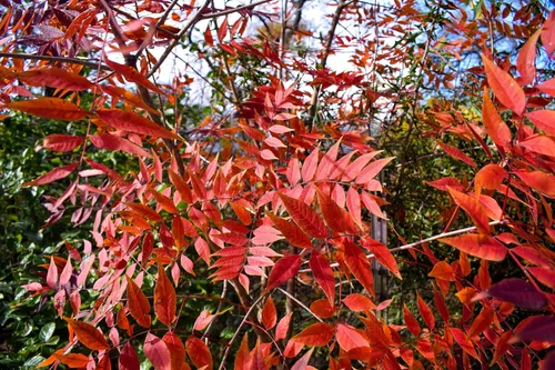 Vista 7 de 25 Chinese Pistachio Pistacia Chinensis Pistache Pistach Yellow Orange Red in Fall Mastic Tree Seeds