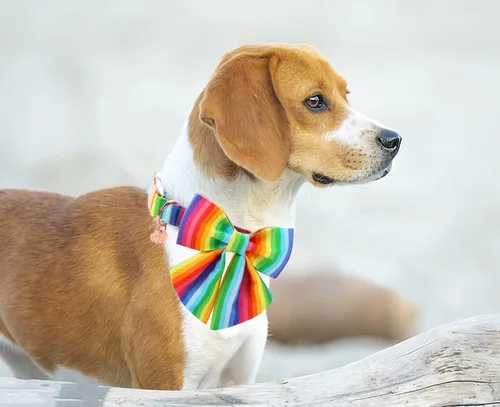Vista 5 de DOGWONG Collar de verano estilo hawaiano para perros machos/hembras, perfecto para vacaciones, vacaciones y rutinas relajantes