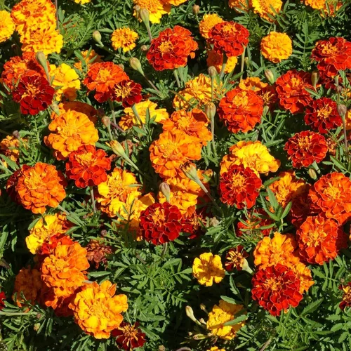 Vista 6 de Más de 1500 semillas mixtas de caléndula para plantar, semillas de caléndula africana, caléndula francesa, sin OMG, flor de jardín para plantar
