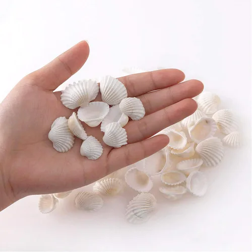 Vista 5 de SINKOO Surtido de conchas pequeñas de concha marina blanca natural a granel para decoración de playa de bricolaje