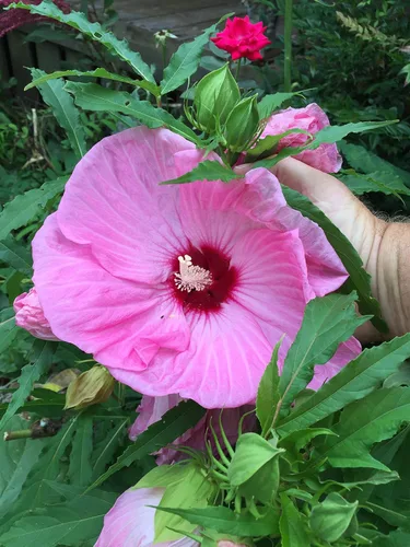 Vista 6 de UPC0764425787105 - Semillas de hibisco tropical, rosa gigante (Hibiscus rosa-sinensis) de Robsrareandgiantseeds UPC0764425787105 sin OMG, orgánico