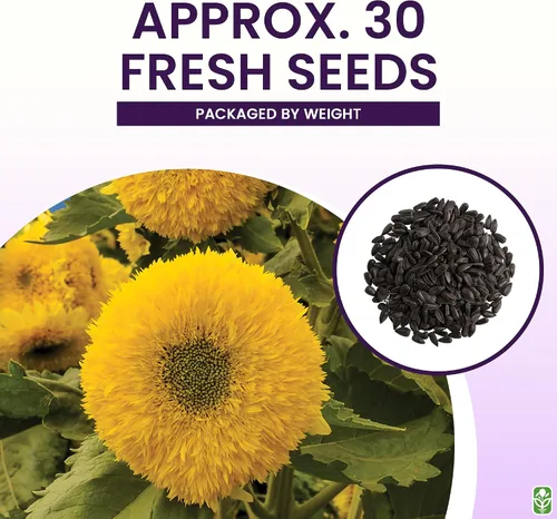 Vista 3 de Semillas de girasol Oso de Peluche – Más de 30 flores gigantes y esponjosas – Semillas de flores autóctonas para plantar al aire libre – Crece hasta
