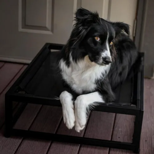 Vista 9 de FUZI Luxury Up - Cama elevada para perros para cachorros, cama elevada para mascotas para interiores y exteriores, a prueba de mordeduras