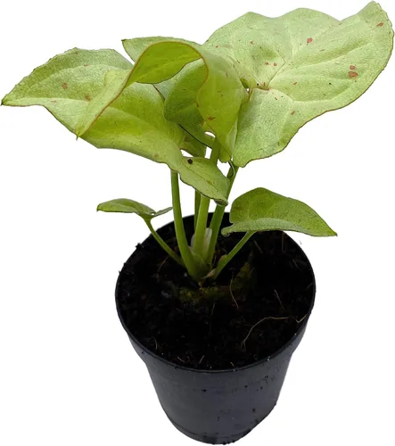 Vista 2 de BubbleBlooms Confeti Syngonium, en una maceta de 2 pulgadas Mini Pixie