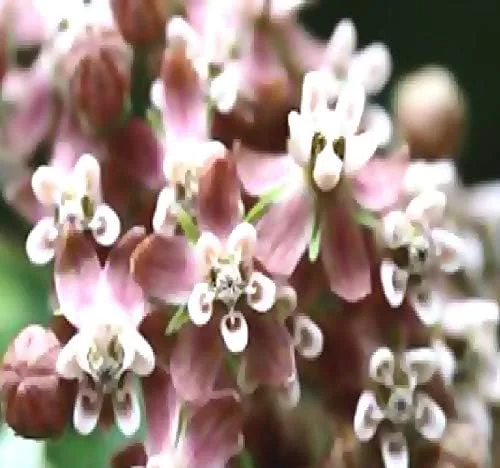 Vista 8 de Los 5 paquetes grandes - Común, Puesta de sol tropical, Motivas, Pantano y Mariposa Milkweed Seeds, Asclepias (Los 5 paquetes grandes)