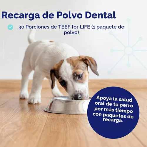 Vista 5 de TEEF FOR LIFE Protektin42 - Recambio de polvo dental prebiótico para perros, 30 porciones