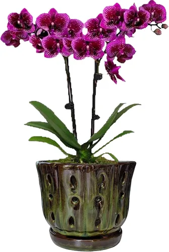Vista 7 de Macetas de cerámica para orquídeas con platillo adjunto y agujero de drenaje de 6'' (verde musgo)