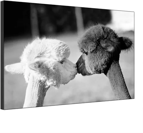 Vista 2 de Wall Art Canvas Print Cute Animal Two Kissing Alpacas Llamas Painting Picture and Poster Morden Artwork Home Decor for Living Room (Framed,30x50 cm)