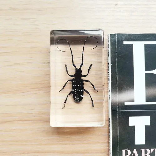 Vista 5 de Especímenes reales de insectos de escarabajo de cuernos largos en manualidades de pisapapapeles, colección de taxidermia de animales para educación