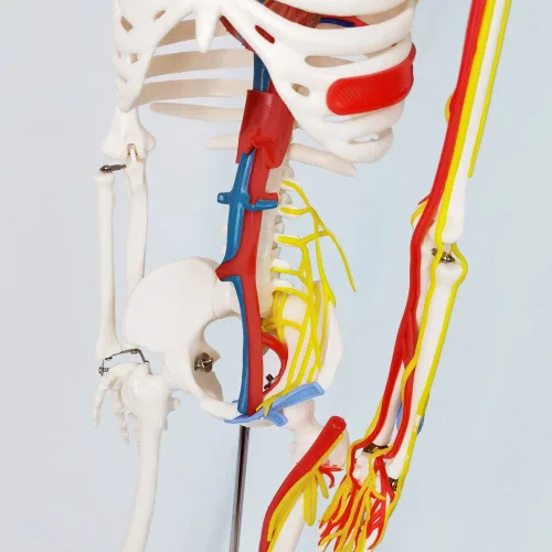 Vista 4 de EVOTECH SCIENTIFIC Mini modelo de esqueleto humano para anatomía, modelo de esqueleto humano de tamaño natural de 33.5 pulgadas, 1/2 con nervios