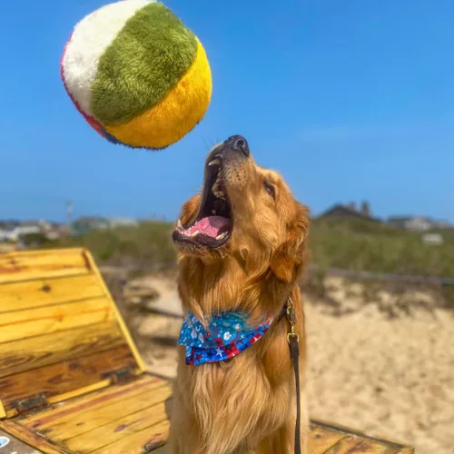 Vista 4 de Fluff & Tuff Pelota de playa, 7