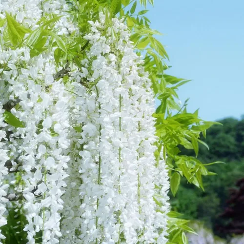 Vista 4 de Más de 300 semillas exóticas de jazmín trepador para plantar semillas de plantas fragantes, sin organismos genéticamente modificados, para jardín