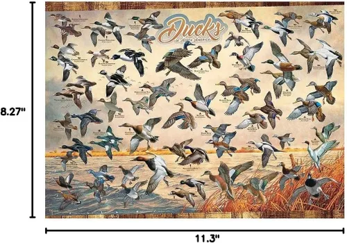 Vista 2 de Cobble Hill - Rompecabezas de 1000 piezas, patos de América del Norte, póster de muestra incluido