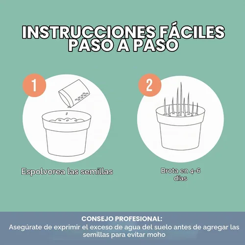 Vista 5 de Semillas de césped para gato 100% orgánicas (Sin OMG)
