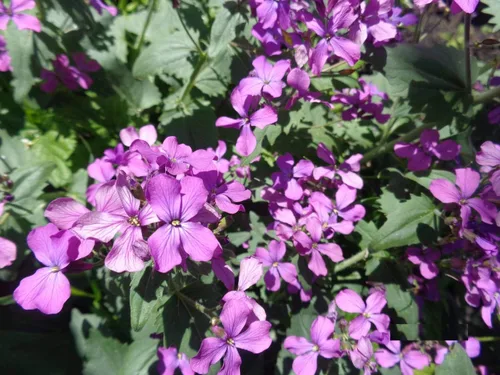 Vista 3 de Semillas Silver Dollar Flowers (Money Plant) Lunaria Mix - 25 Semillas