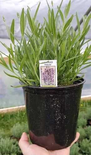 Vista 6 de L+ Lavanda Hidcote Azul Oscuro Flores (Maceta de 4 pulgadas, 2 Plantas)