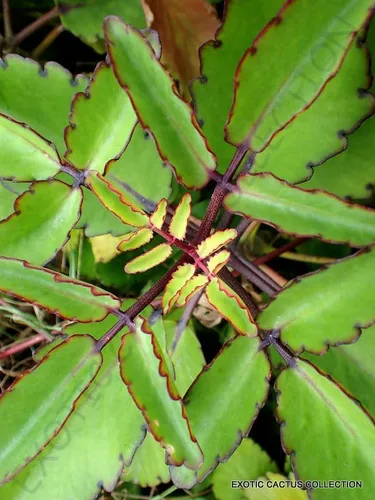 Vista 3 de KALANCHOE PINNATA Miracle Leaf Air Plant Bryophyllum Pinnatum 12 Hojas