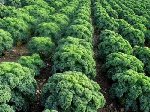 Vista 3 de Semillas de col rizada Tipo arbusto de hoja vegetal de col verde para plantar semillas gigantes sin OMG 200