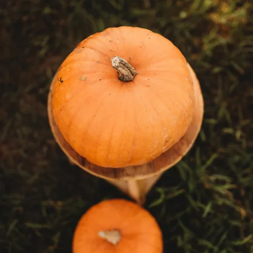 Vista 2 de Montana Jack Pumpkin - 25 semillas – Variedad de calabaza de temporada corta, semillas de calabaza sin OMG para plantar en el jardín de la casa