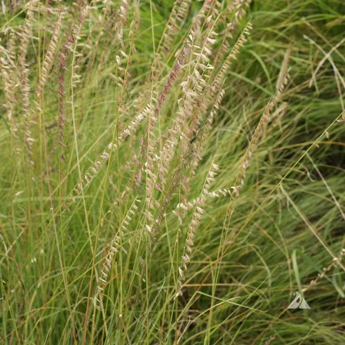 Vista 2 de Semillas de hierba de Sideoats para plantar - Bouteloua curtipendula (1,000 semillas)
