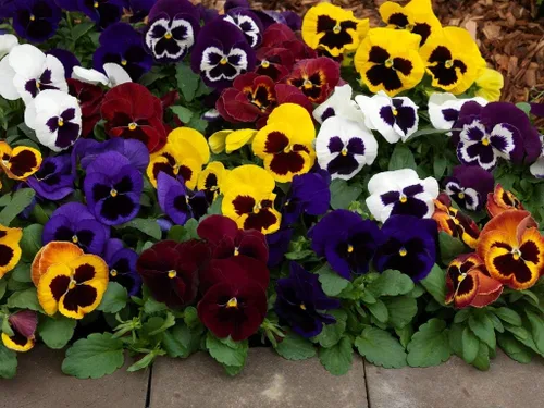Vista 2 de Flores Viola Swiss Giant Mix - 80 Semillas