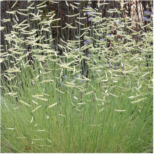 Vista 4 de Everwilde Farms - Semillas de hierba nativa Blue Grama de 1 onza - Gold Vault