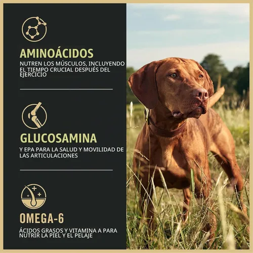 Vista 3 de Purina Pro Plan Sport Performance 30/20 - Alimento seco para perros con fórmula de carne de res y bisonte, bolsa de 6 libras