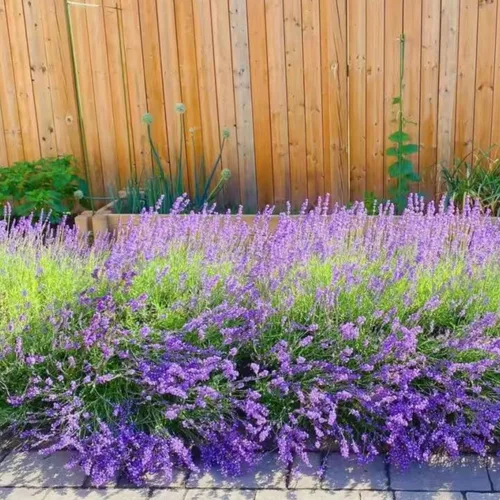 Vista 9 de ZEshops 1000 semillas de lavanda – Floraciones de reliquia fragantes sin OMG para plantar al aire libre, plantas perennes aptas para polinizadores