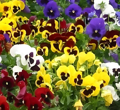 Vista 7 de Swiss Giant Pansy Seeds (Viola × wittrockiana) - Flores grandes y vibrantes en colores mixtos, sin OMG, resistentes al frío, anual de larga