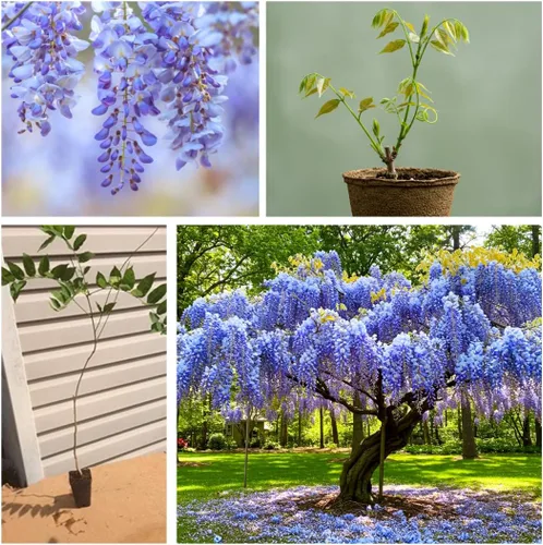 Vista 3 de Hermosa glicina de luna azul, planta de vid, atrae colibríes, flores fragantes de plantas en maceta, en latencia (1-2 pies). no para la venta