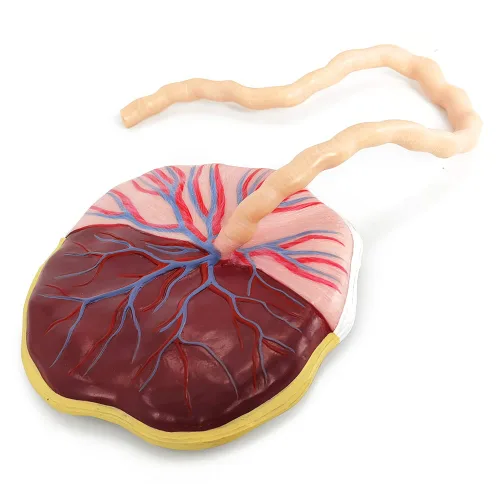 Vista 4 de Modelo anatómico del cordón umbilical de placenta, modelo de placenta del cordón umbilical de tamaño real con venas, estructura de tejido