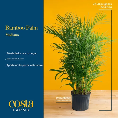 Vista 4 de Costa Farms Planta viva de palma de bambú en maceta decorativa, planta de interior grande purificadora de aire, perfecta para decoración del hogar