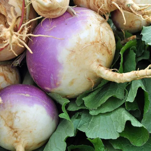 Vista 3 de Semillas de jardín de nabo, globo blanco superior morado, 5 libras a granel, sin OMG, semillas de huerto y microverdes tradicionales