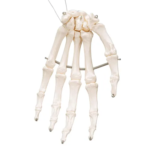 Vista 3 de 3B Scientific Esqueleto de mano A40 montado en alambre - 3B Smart Anatomy