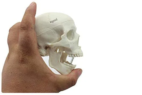 Vista 2 de Mini humano médico anatómico cabeza hueso cráneo hueso