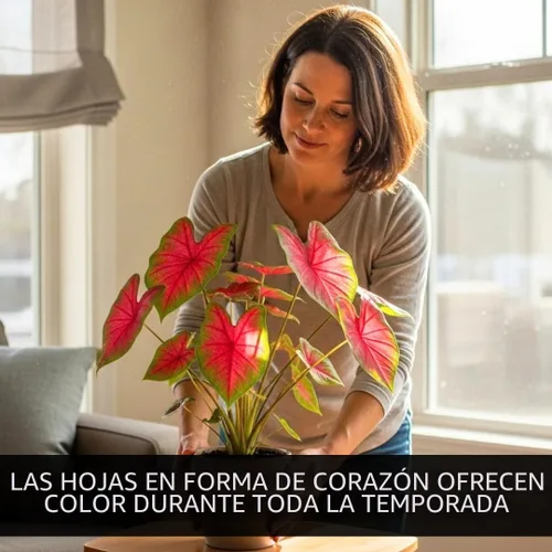 Vista 3 de Bulbos de Caladium Scarlet Arrow para Plantar - Excelentes Plantas de Interior (6 Bulbos)