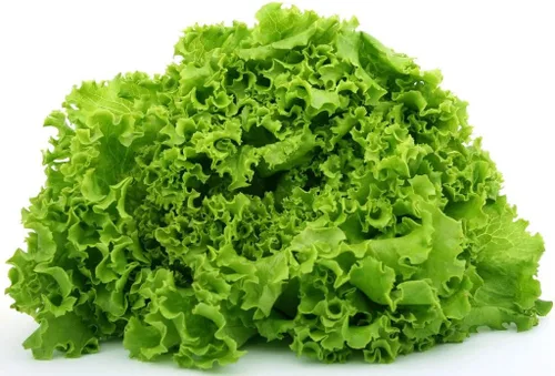 Vista 8 de Semillas de interior lechuga verde herencia vegetal para plantar semillas sin OMG 1000
