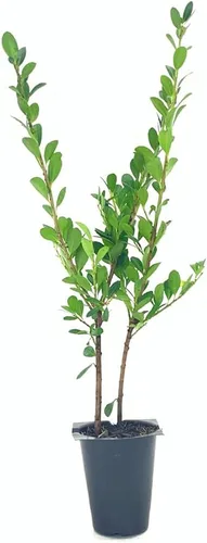 Vista 3 de Ilex Compacta Crenata Acebo Japonés 3 plantas vivas Arbusto de base perenne de bajo mantenimiento