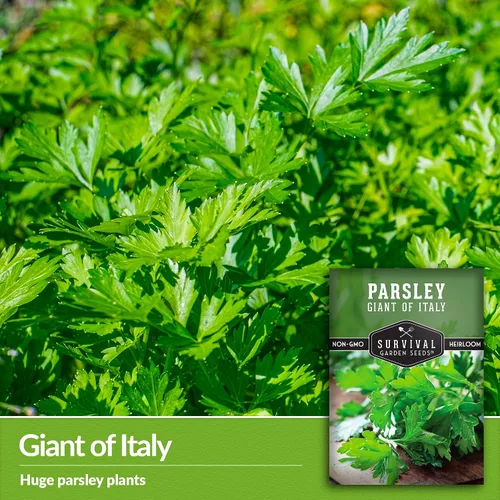 Vista 3 de Giant of Italy Semillas de perejil para plantar, hierba tradicional italiana de hoja plana con hojas grandes y sabrosas, sin OMG, ideal para cocinar