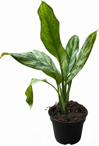 Vista 19 de Alocasia Bambino (maceta cultivadora de 4 pulgadas) - Planta de interior con poca luz y saludable - Planta de interior de interior fácil de cuidar