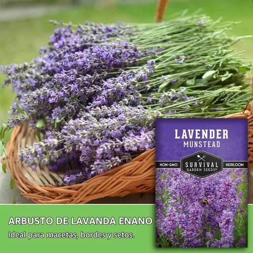 Vista 4 de Munstead English Lavender Seeds for Planting, Compact Herb - 1 Pack