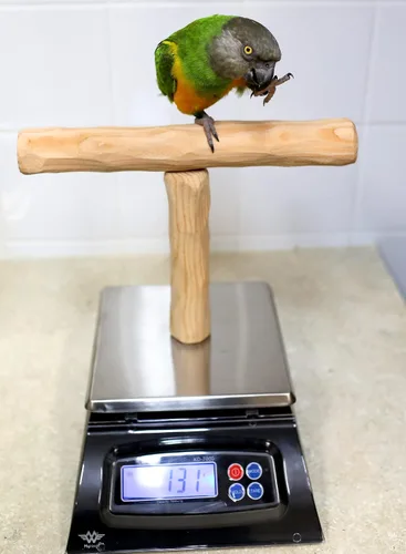 Vista 5 de NU Perch - Báscula de entrenamiento para loros