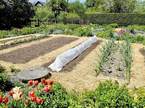Vista 7 de Blue Mountain Hay - Pajita de jardín orgánica (5 libras) Mantillo de paja para jardines de camas elevadas, paisajismo de patio, plantaciones
