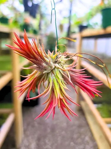 Vista 2 de Plantas de aire vivo – Grupo colgante de fuego Ionantha – Planta de aire de 2 a 3 pulgadas con 3 – 5 plantas – Color y forma varían según