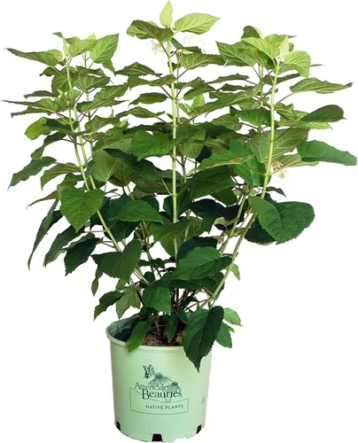 Vista 7 de Hortensia arb. 'Annabelle' (hortensia suave) Arbusto, flores de cabeza de fregona blancas, #3 - Contenedor