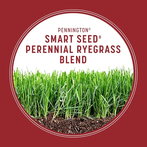 Vista 5 de Pennington Smart Seed Raigrás perenne 3 libras